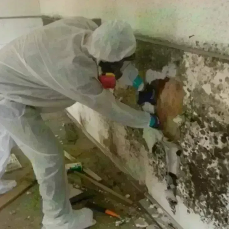 Mold Remediation and Removal in Lindsay, TX